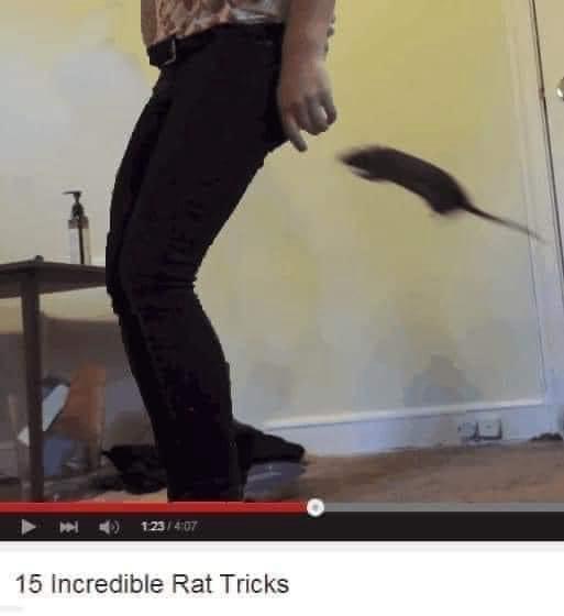 A person in black pants stands indoors as a rat blurs across the frame, appearing to leap or fly. The image is a screenshot…
