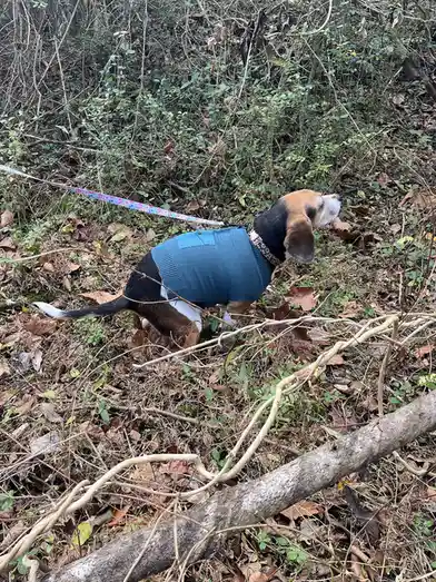 A beagle wearing a blue sweater and a patterned leash stands in a leafy, wooded area, looking intently at something…