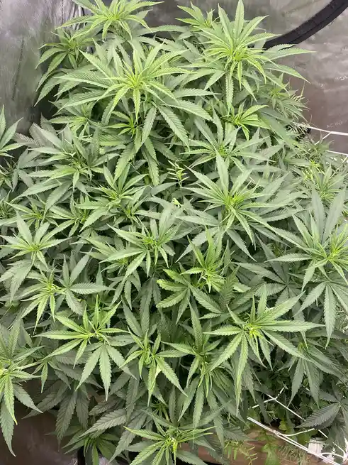 A dense, overhead shot of numerous healthy, green cannabis plants growing closely together inside a greenhouse with mesh…