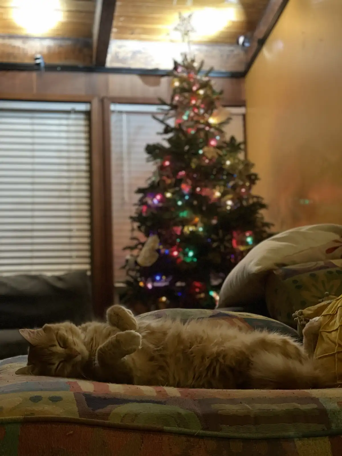 A fluffy orange cat is sleeping on its back on a patterned couch cushion, paws up, in a cozy room with a lit-up Christmas…
