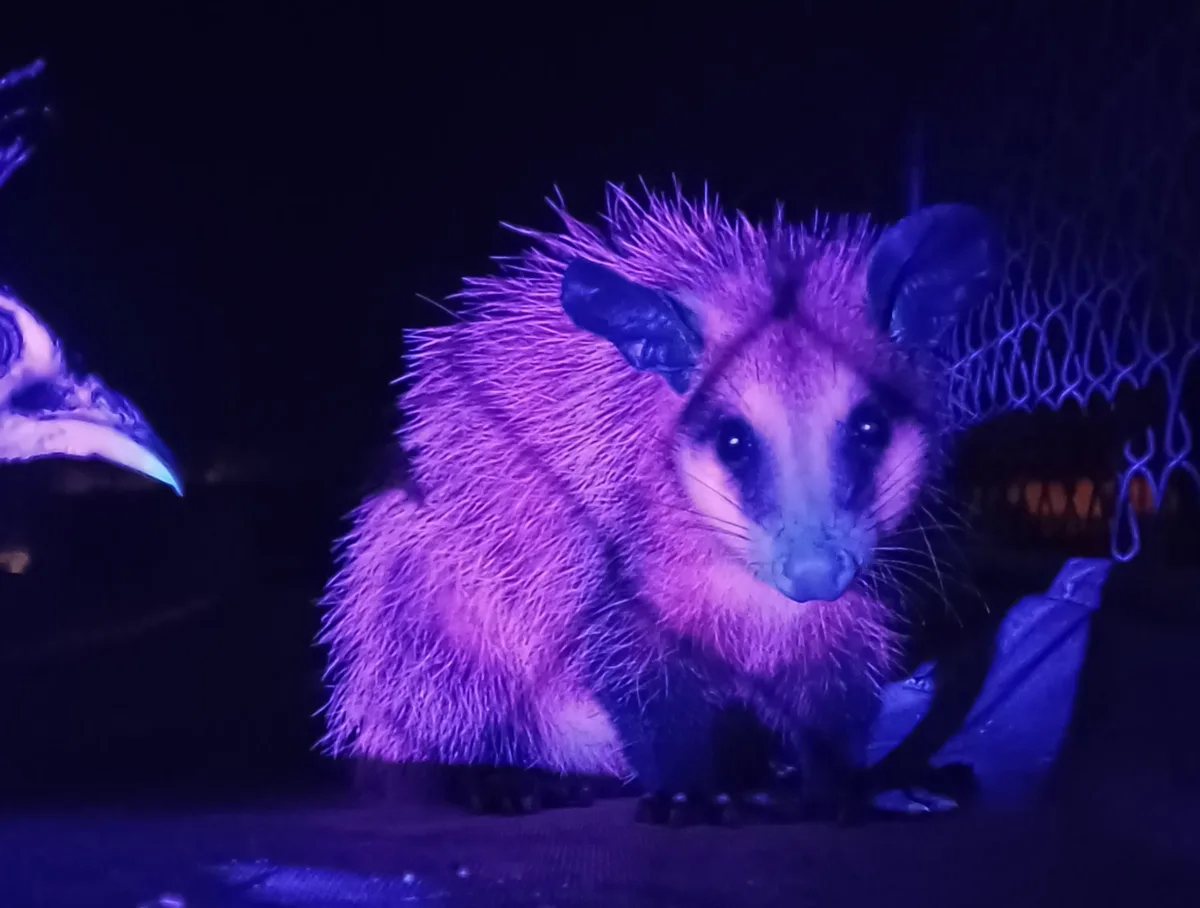 A close-up photo of a small, furry animal, likely an opossum, illuminated by purple and blue light at night. Its fur appears…