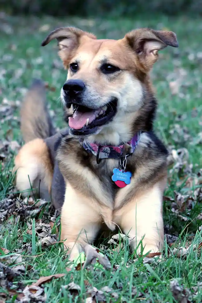 A tan and black dog with floppy ears and a wide, toothy grin sits in grass with fallen leaves. It wears a patterned collar…