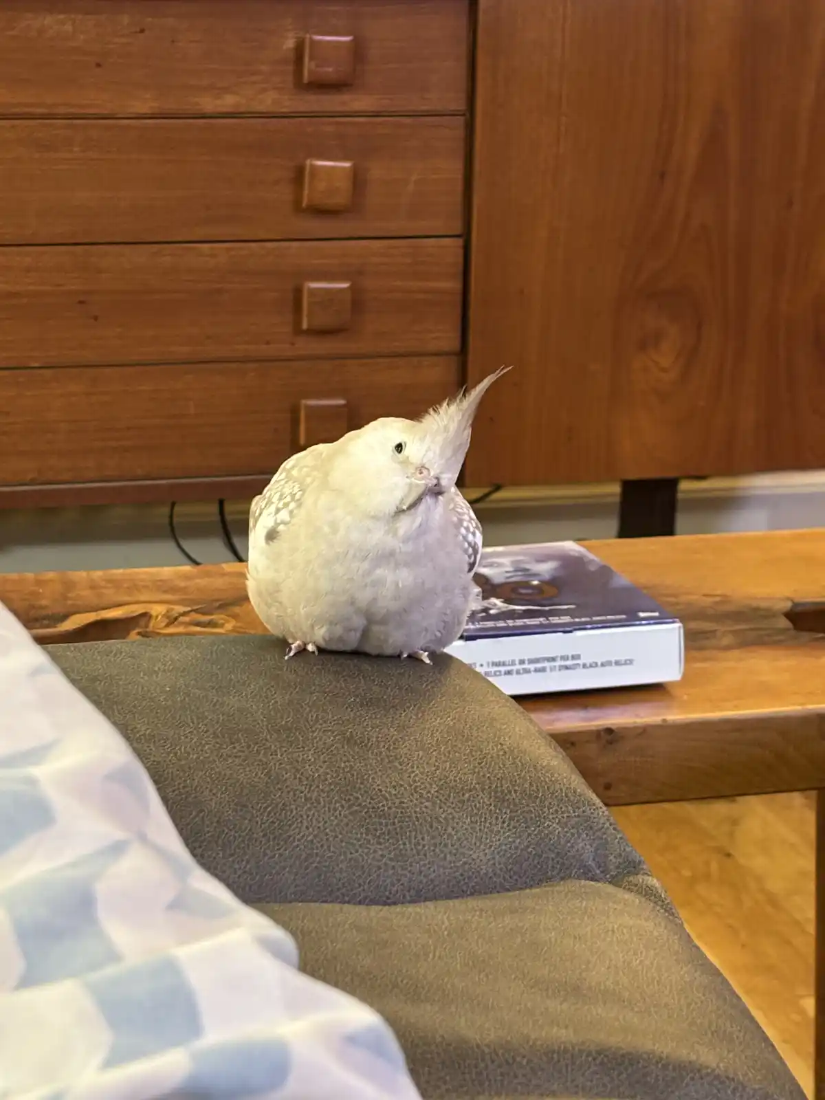 A light-colored cockatiel with a spiky crest perched on a gray cushion, looking slightly annoyed or confused. The bird is…