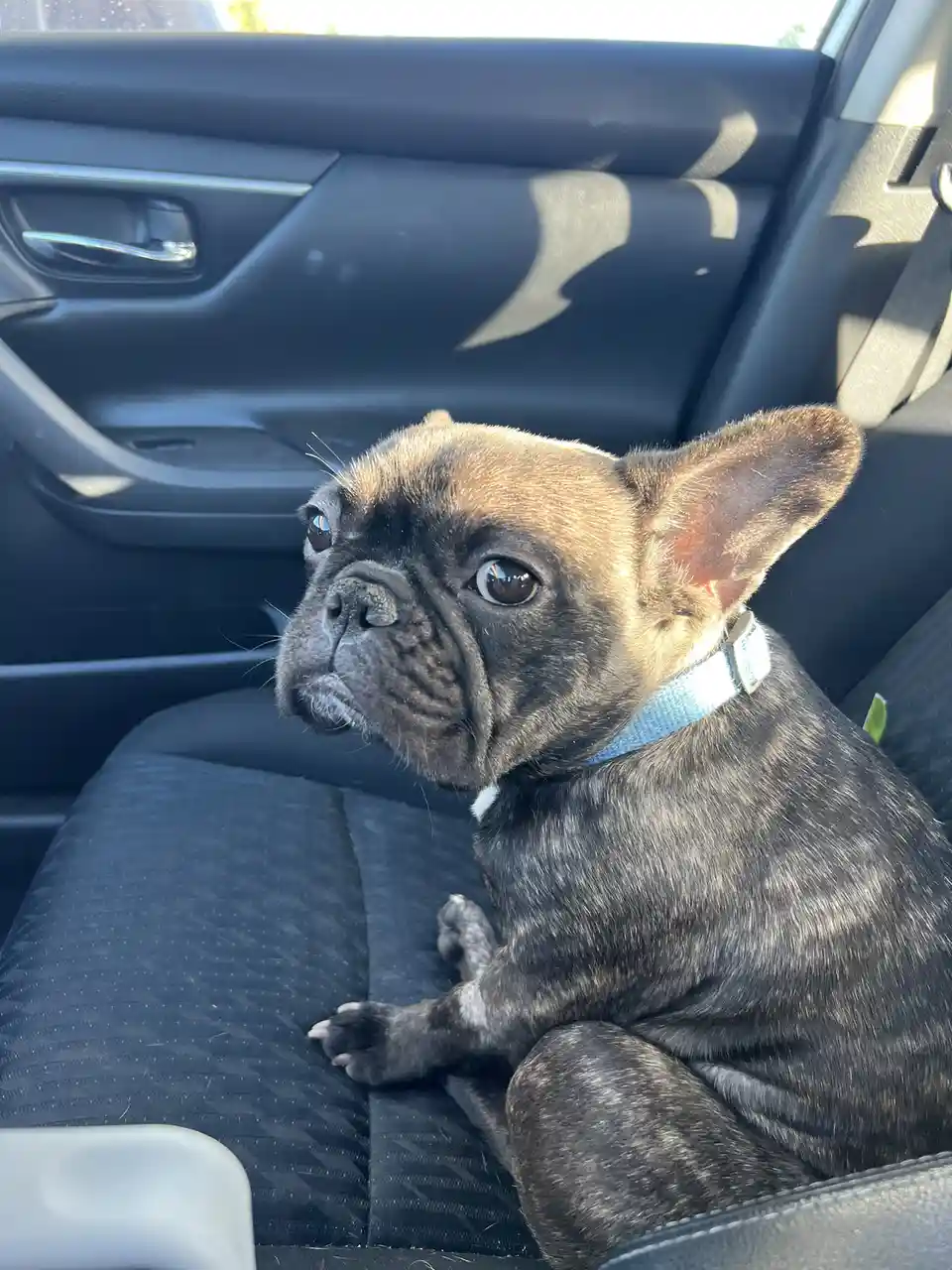 A black French bulldog with a blue collar sits on a black car seat, looking off to the side with a sad, disappointed…