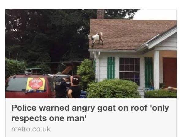 A white and brown goat stands on the sloped roof of a house with green shutters, while two police officers in uniform stand…