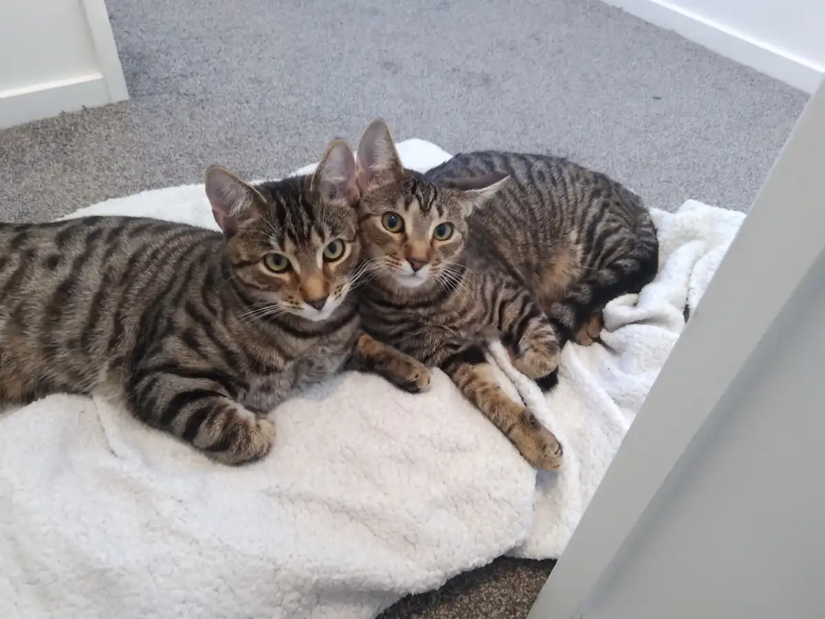 Two tabby cats with green eyes are lying side-by-side on a white fluffy blanket on a gray carpet, looking directly at the…