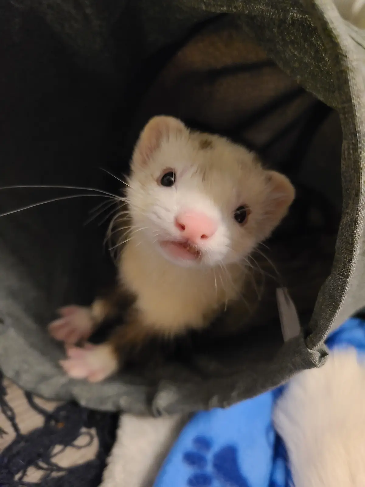A close-up photo of a white and brown ferret peeking out from inside a dark gray fabric tunnel, looking directly at the…
