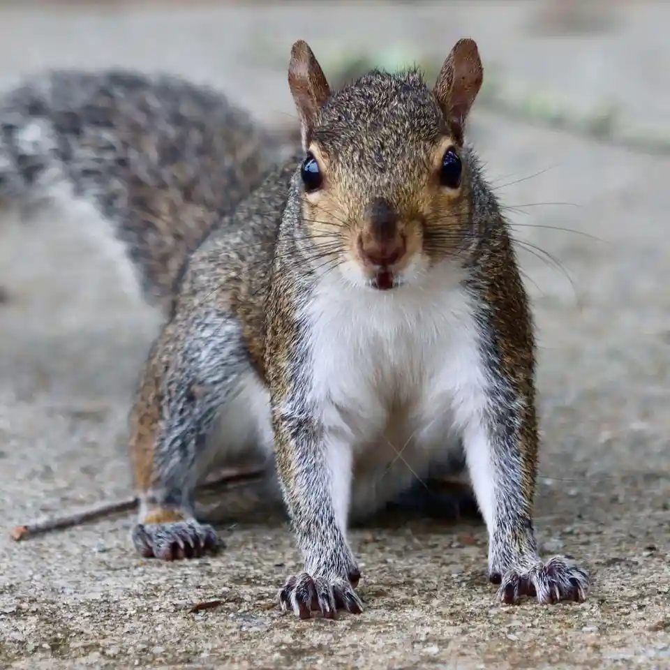 A close-up photo shows a gray squirrel standing upright on a concrete surface, looking directly at the camera with large…