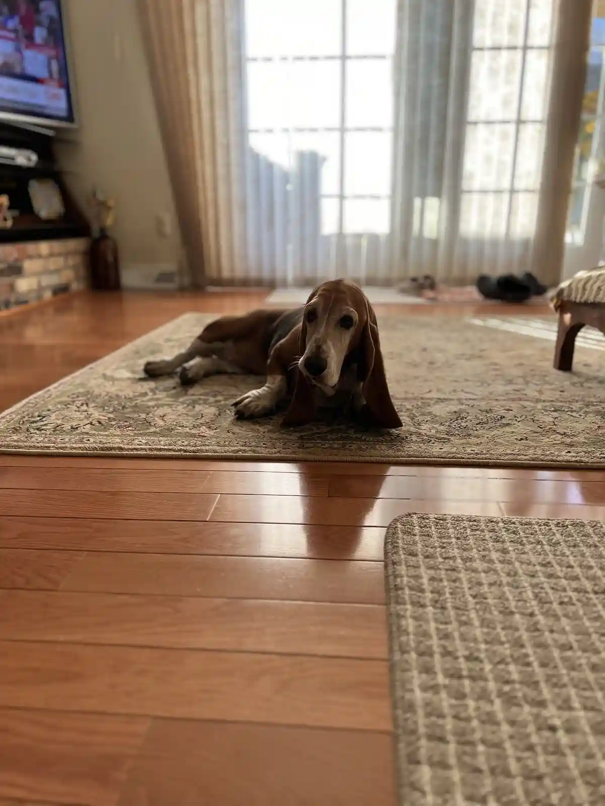 A basset hound lies on a patterned rug in a sunlit living room with hardwood floors, looking directly at the camera with a…