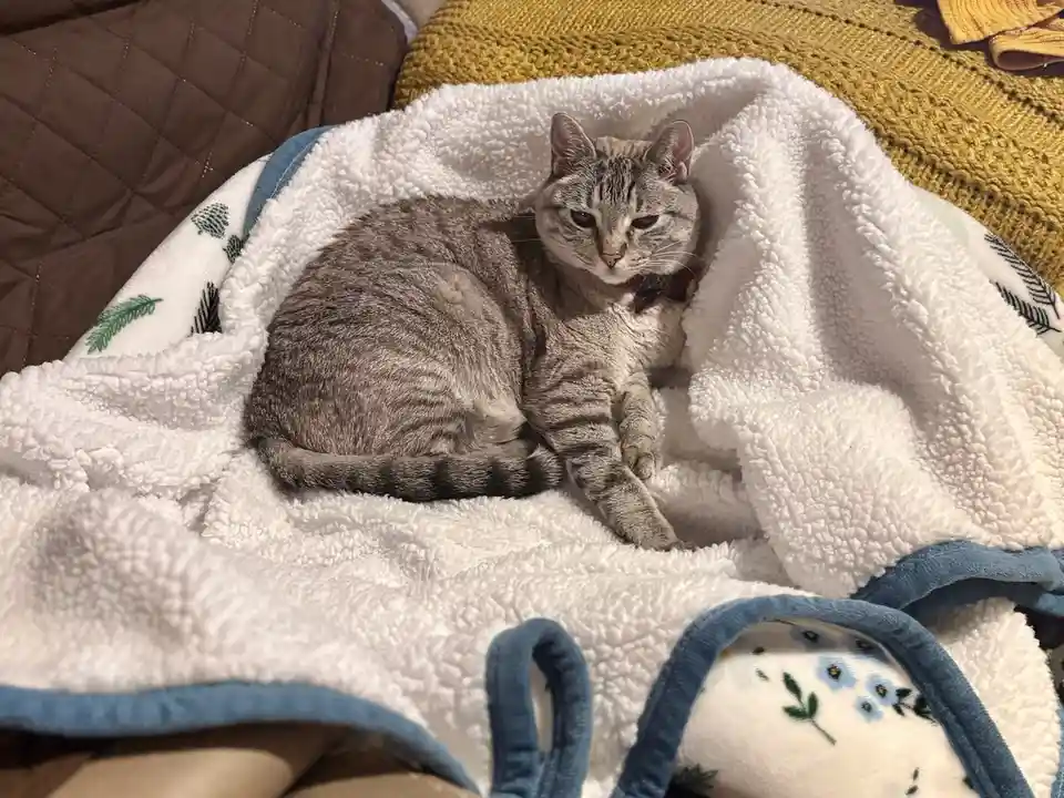 A gray tabby cat with a red bowtie sits curled up on a fluffy white blanket with blue trim and green leaf patterns, looking…
