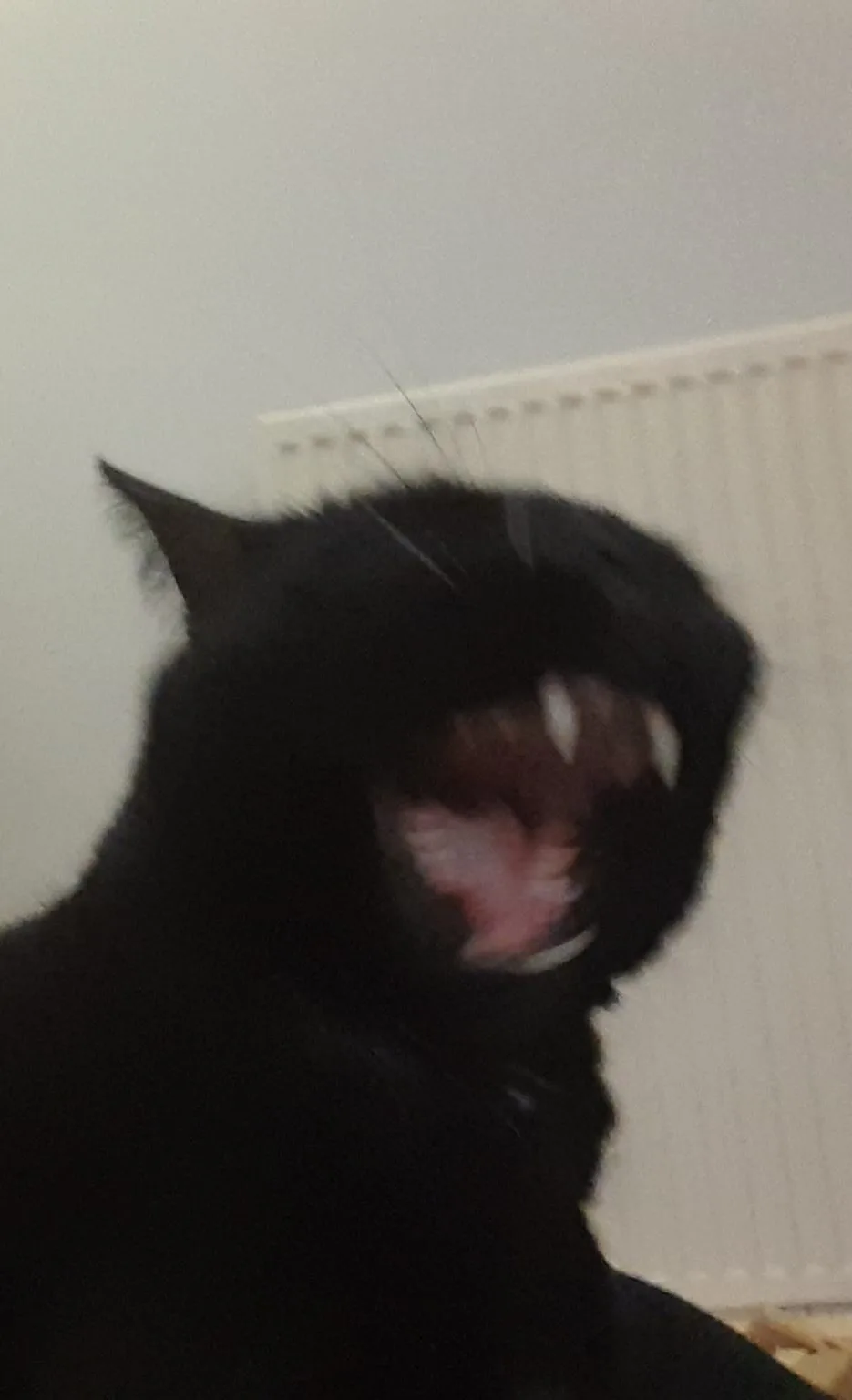 A blurry photo of a black cat with its mouth wide open, showing teeth and tongue, as if screaming or hissing. The overlaid…