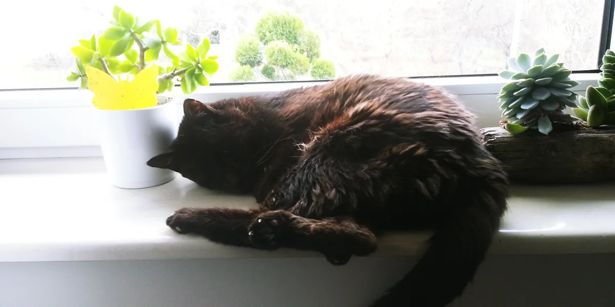 A fluffy black cat is curled up and sleeping on a white windowsill, flanked by two potted plants — one in a white pot with a…