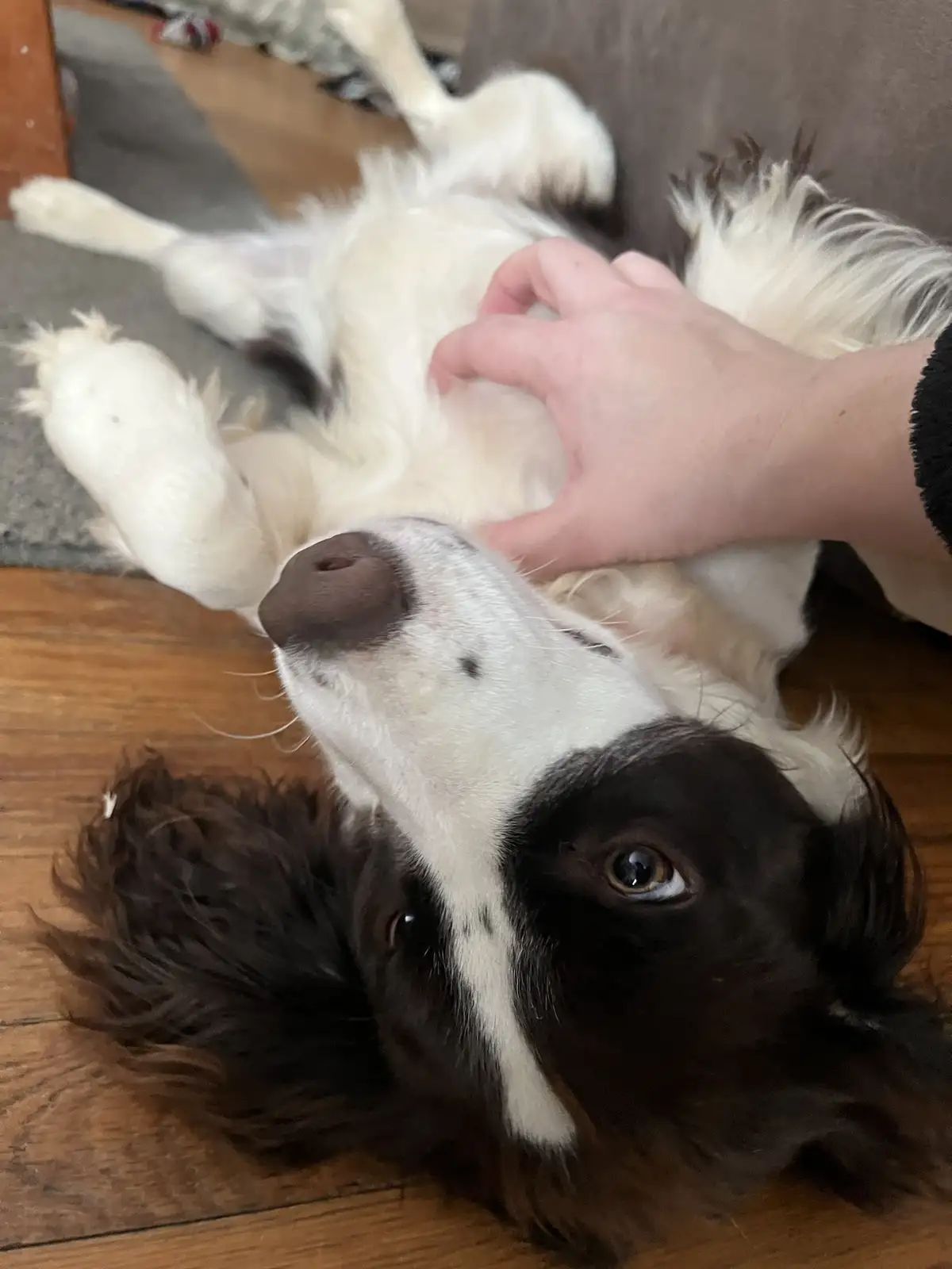 A black and white dog lies on its back on a wooden floor, exposing its belly while a human hand pets it. The dog looks up…