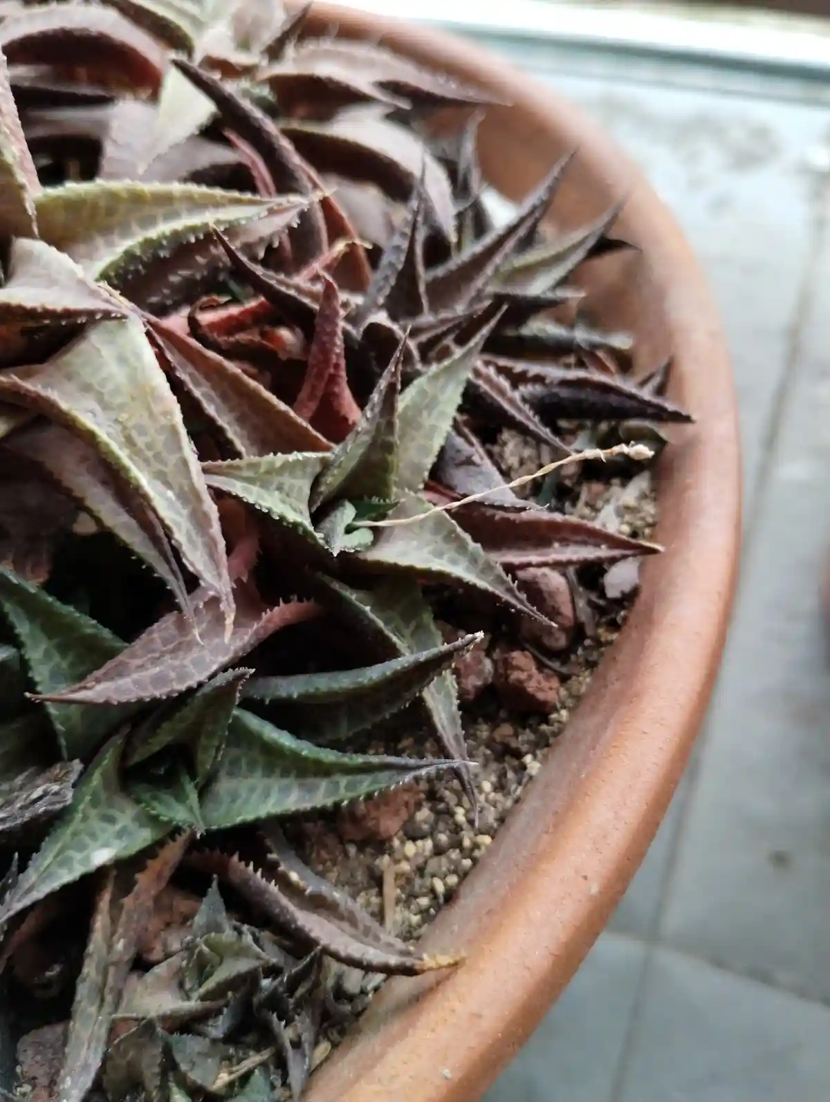 A close-up photo of a succulent plant in a terracotta pot, with many of its leaves appearing brown, dry, and curled…