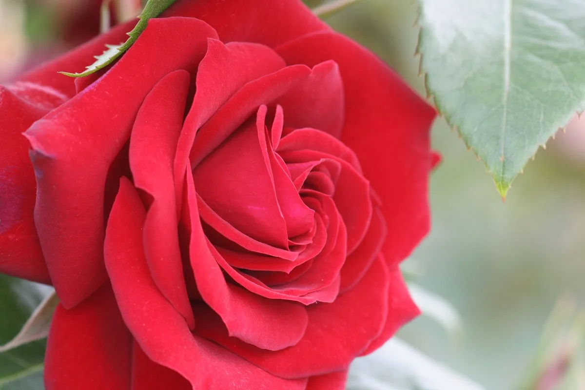 Exploring the Beauty of Keisei Rose Garden in Chiba - May 2013
