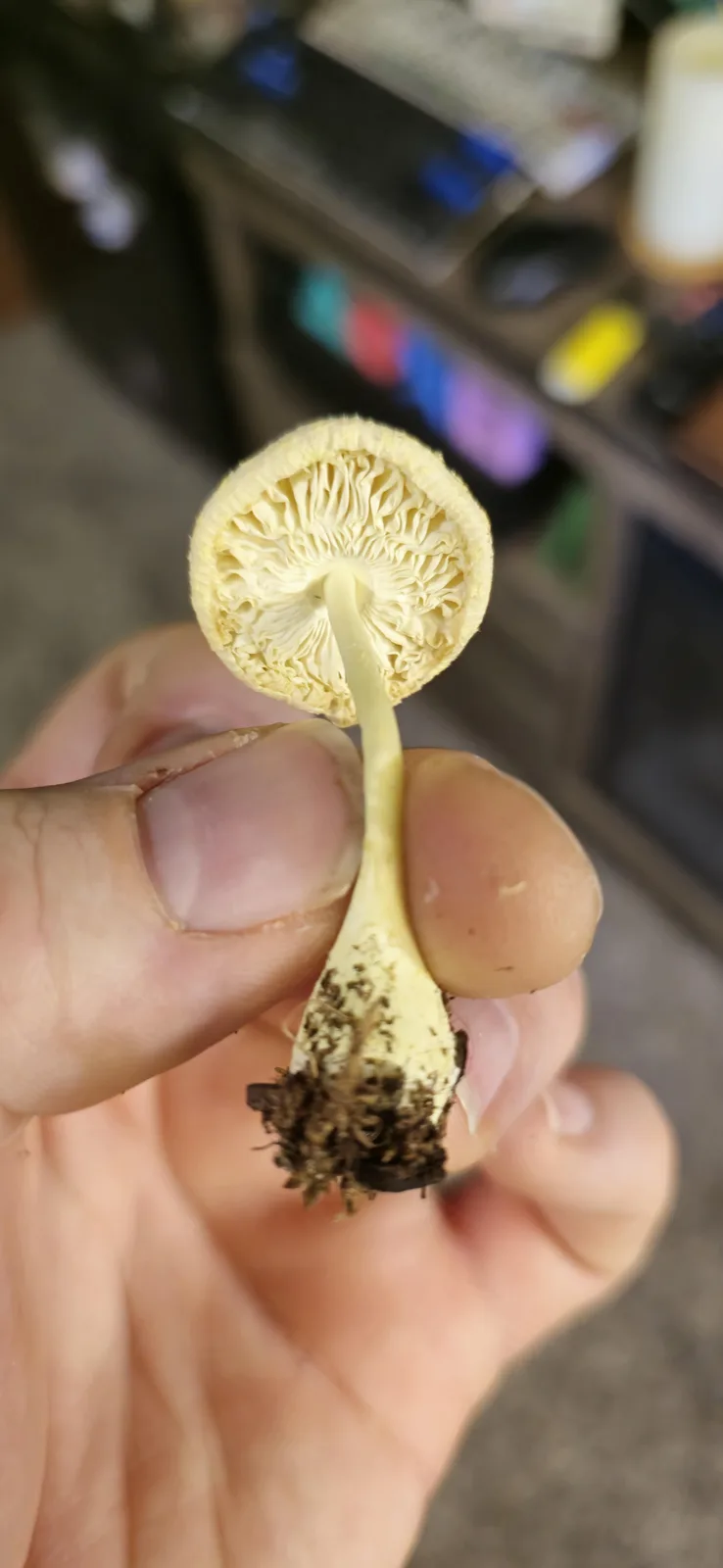 A hand holds a small, pale yellow mushroom upside down, revealing its gills and root-like base covered in dirt. The…