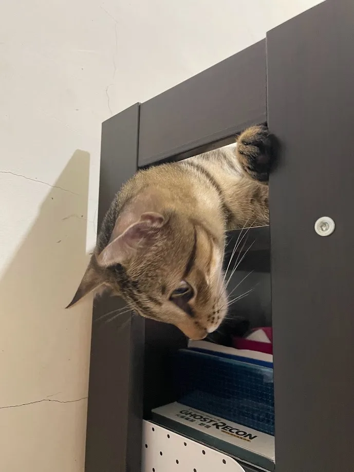 A tabby cat is seen peeking out from the top of a dark gray bookshelf, its head and one paw visible as it looks down at the…