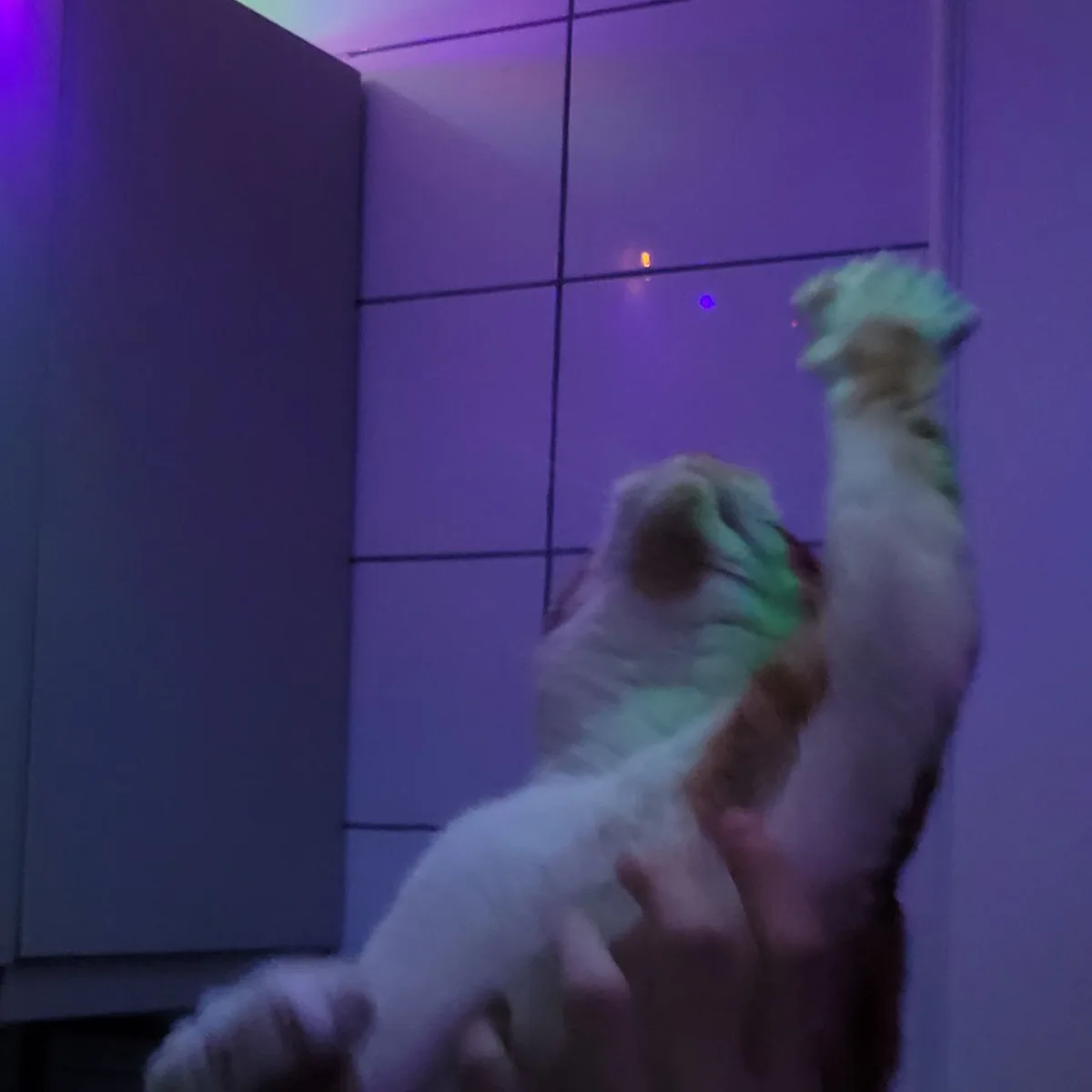 A blurry photo shows a cat being held up by a person's hands, reaching with one paw toward a laser dot on a tiled wall under…