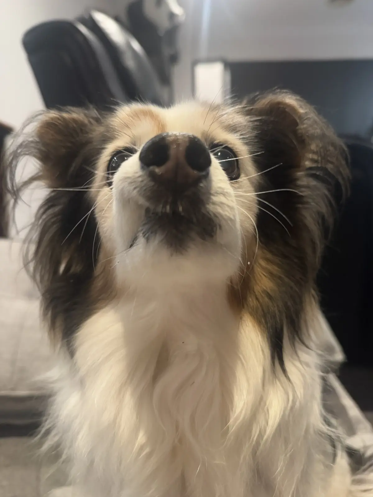 A close-up photo of a fluffy dog with large, expressive eyes and long ears looking upward, with the overlaid text 'i'm not a…