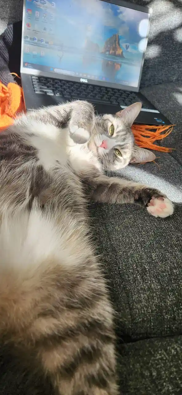 A fluffy gray and white cat lies on its back on a gray couch, paws up, looking relaxed next to an open Dell laptop…