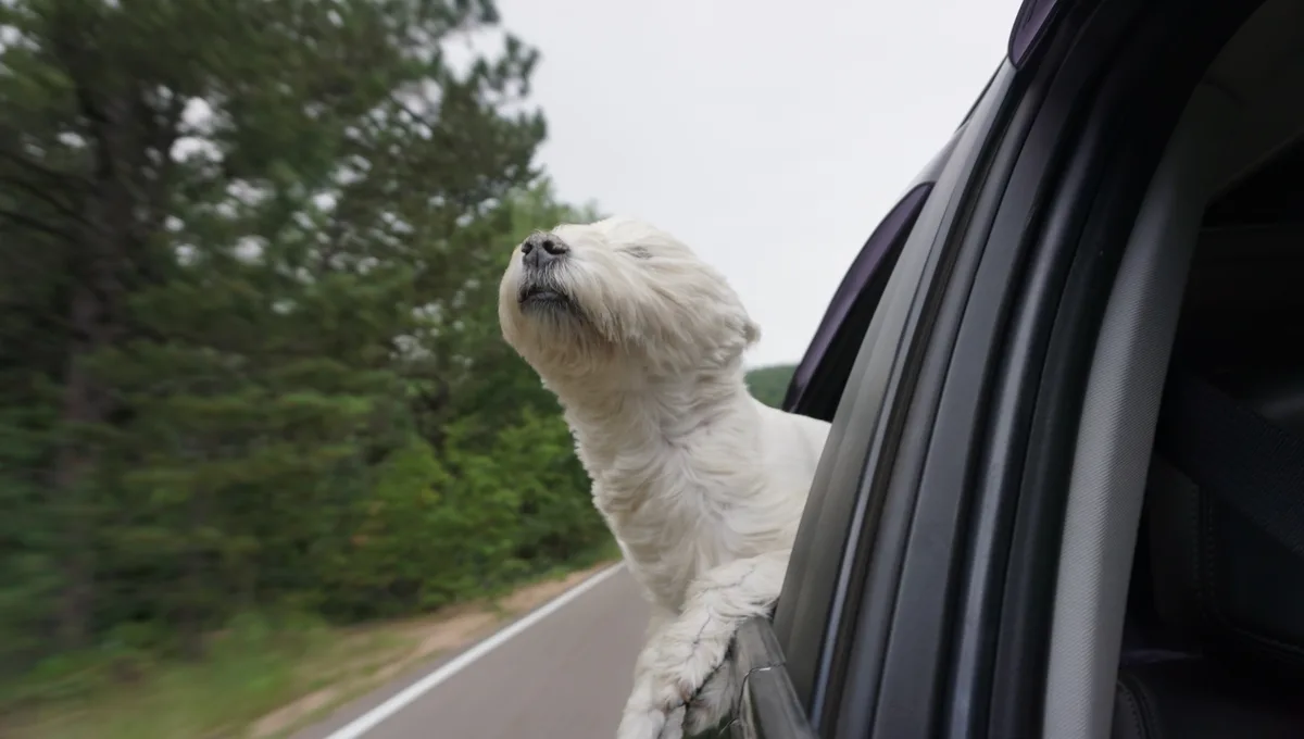A fluffy white dog with its head and front paws out of a moving car window, eyes closed and mouth slightly open, appearing…