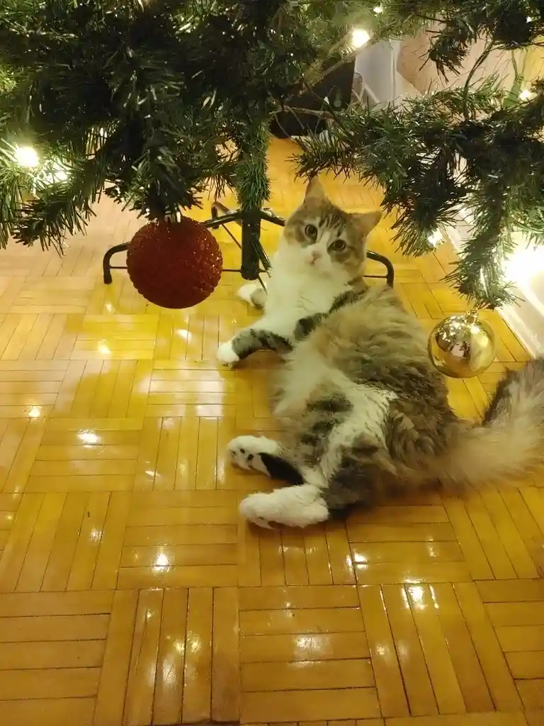 A fluffy, long-haired cat with white and gray fur lies sprawled on a polished wooden floor beneath a decorated Christmas…