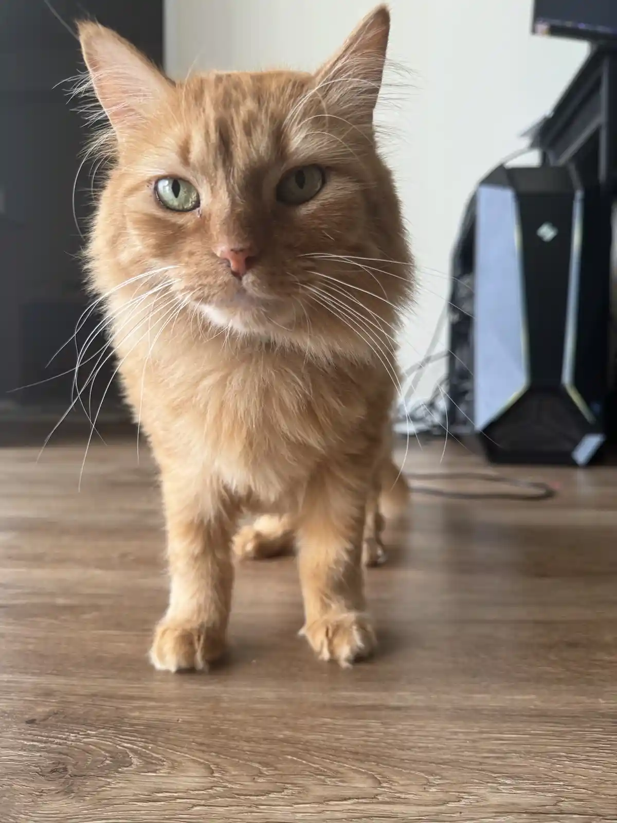 Daily dose of cuteness: here's my cat Luma in a new photo!