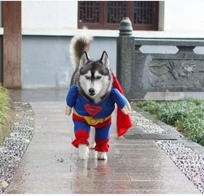 A husky dog is walking on a wet stone path while wearing a full Superman costume, including a blue suit with a red 'S'…