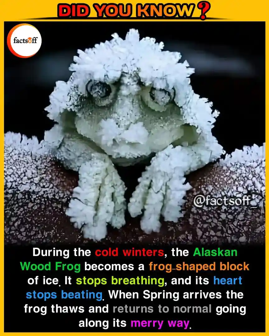 A close-up photo shows an Alaskan Wood Frog completely encased in intricate, crystalline ice formations, giving it a frozen…