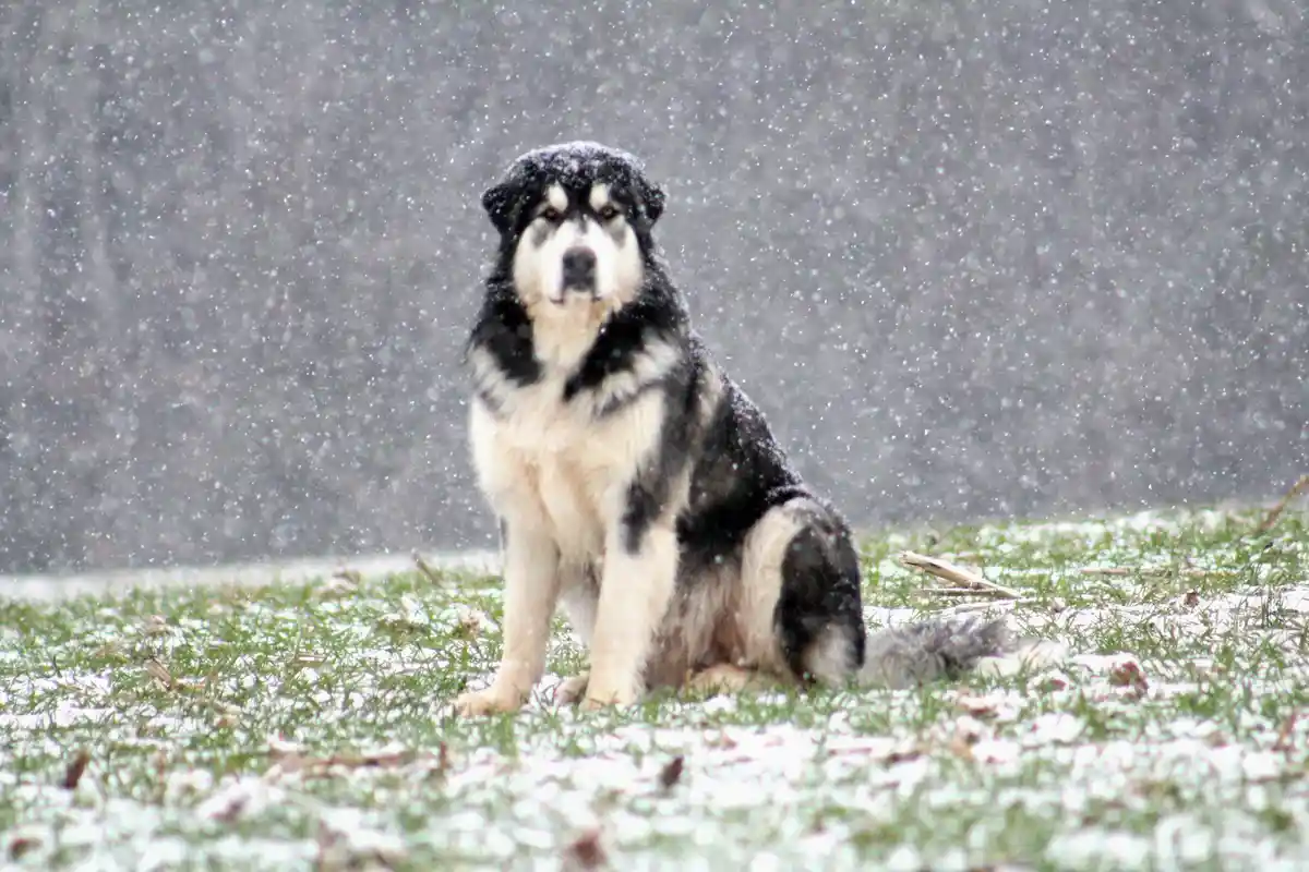 A large black and white dog with thick fur sits calmly in a snowy field as snowflakes fall around it. The dog's fur is…