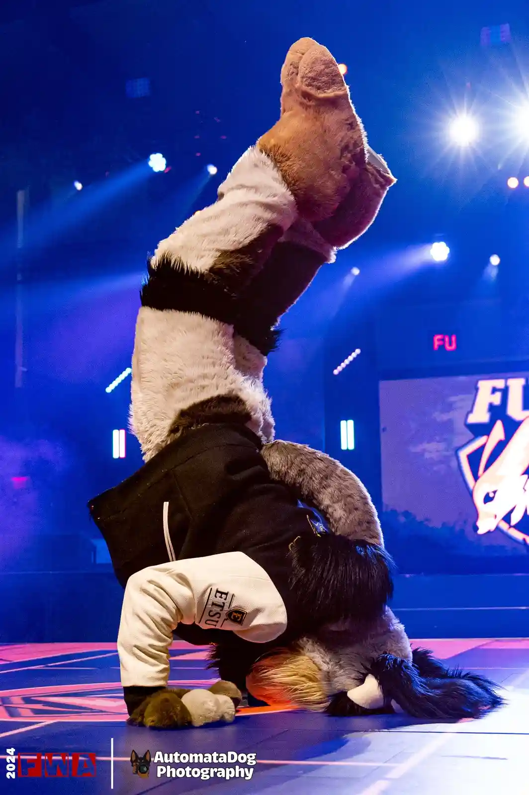 A person in a detailed, full-body fox fursuit performs a handstand on a stage lit with blue and pink lights, with their legs…