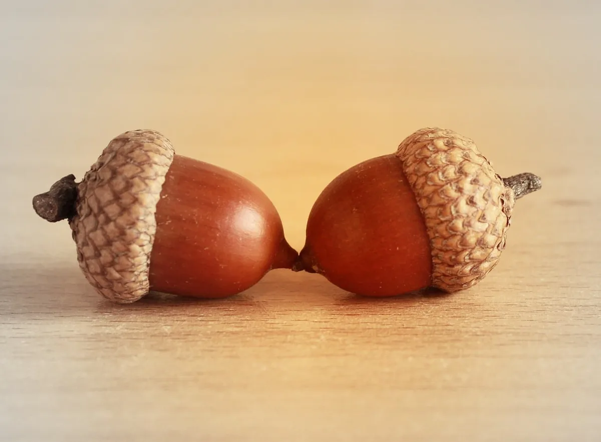 Team Acorn Reigns Supreme!