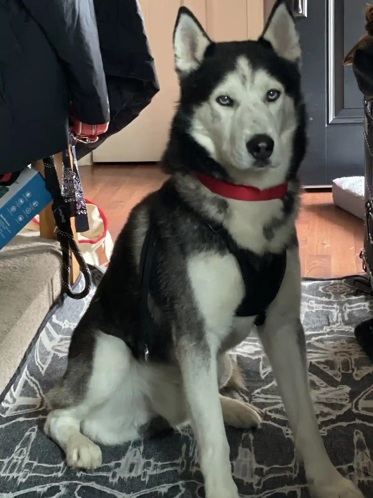 A black and white husky with striking blue eyes sits upright on a patterned rug indoors, wearing a red collar and black…
