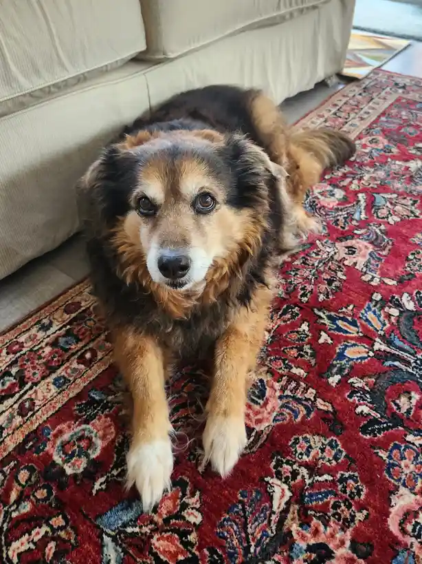 A medium-sized, fluffy dog with brown, black, and white fur lies on a red, patterned rug in front of a beige couch. The dog…
