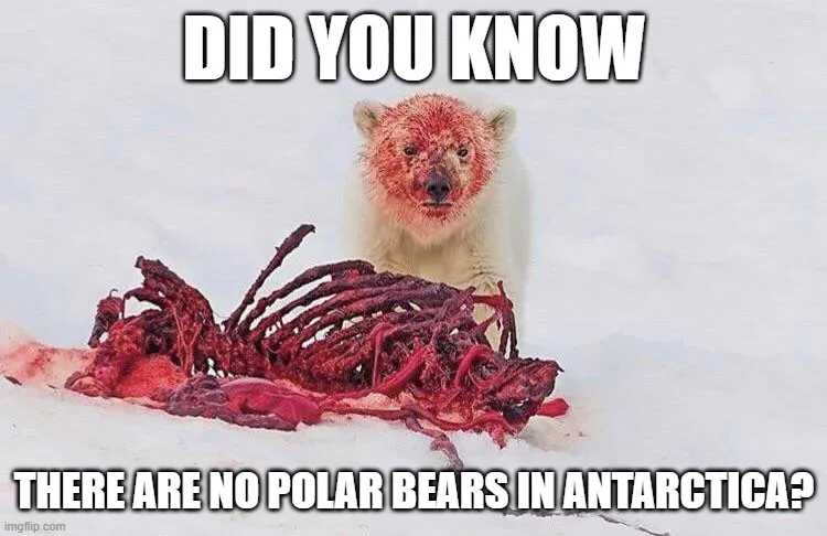 A polar bear with blood on its face stands behind a bloody, partially eaten carcass in a snowy landscape. The image has bold…