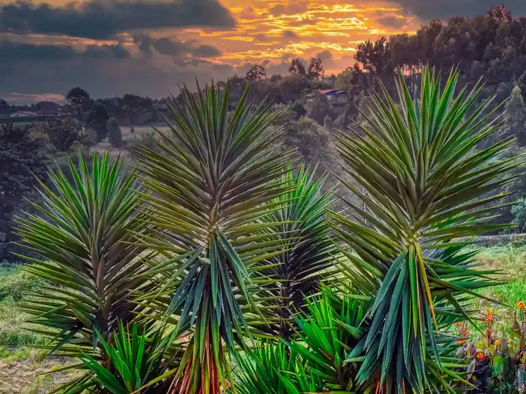 A scenic photo of several spiky green yucca plants in the foreground with a dramatic sunset sky and distant trees and houses…