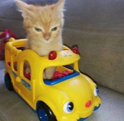 A small orange tabby kitten sits perched atop a yellow plastic toy car with cartoonish eyes and red lights, looking directly…