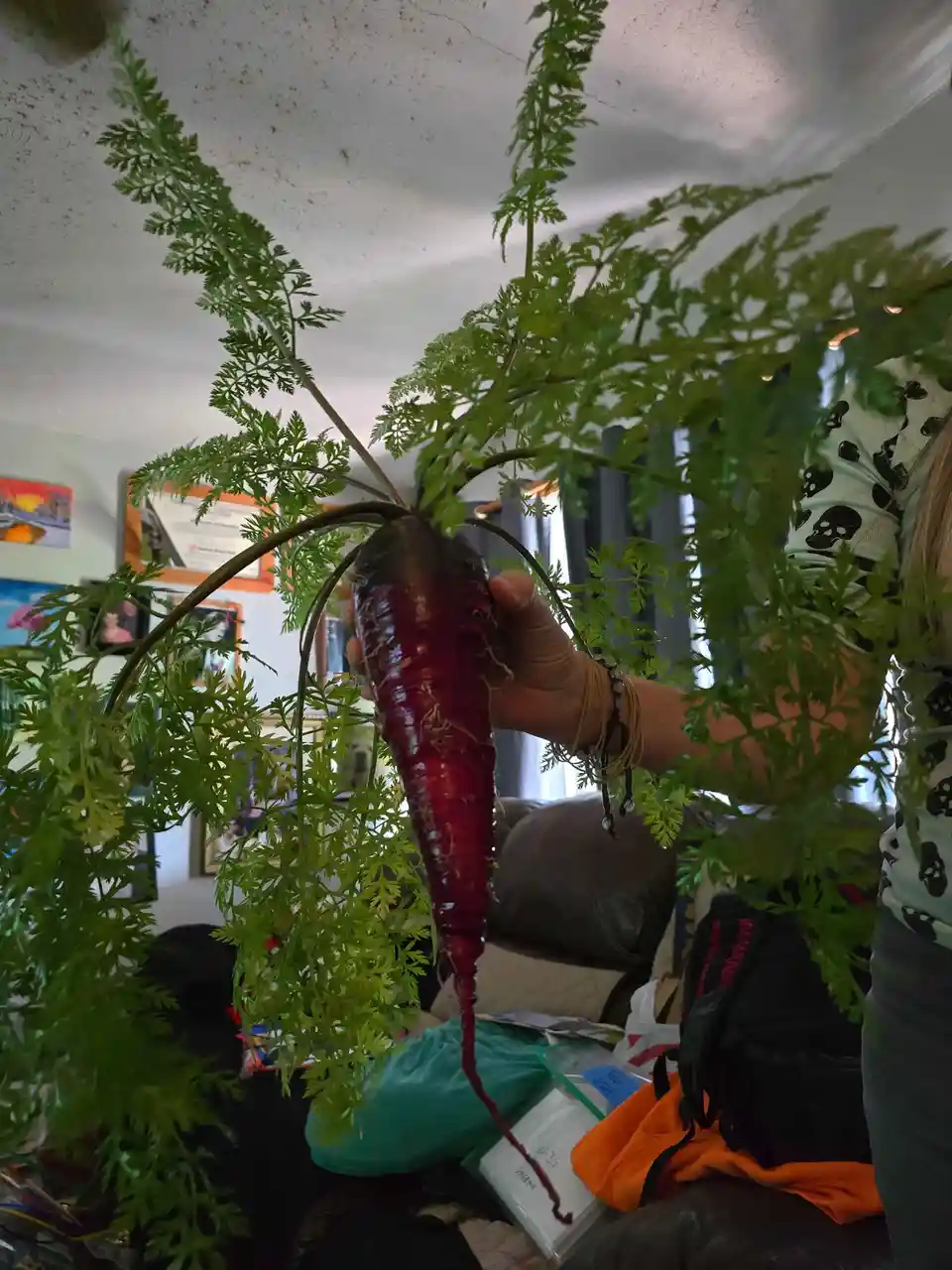 A person holds up a large, unusually deep red carrot with long, feathery green tops, obscuring most of their body. The…