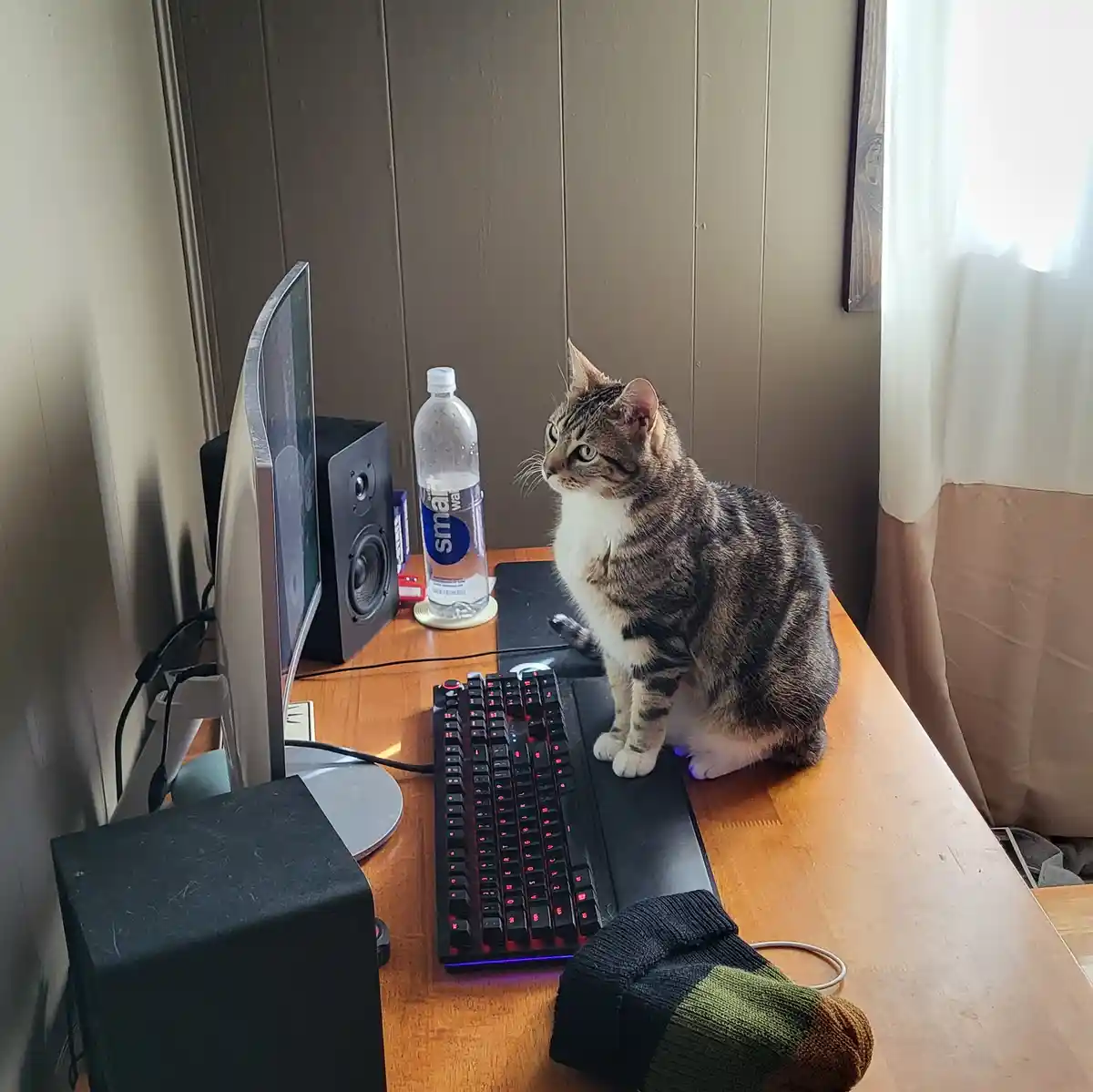 A tabby cat with white chest and paws sits upright on a wooden desk next to a black gaming keyboard with red backlighting…