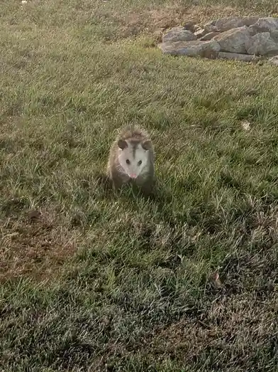 Too lazy to sift through my favorite finds, so here’s a little gremlin I spotted outside work!
