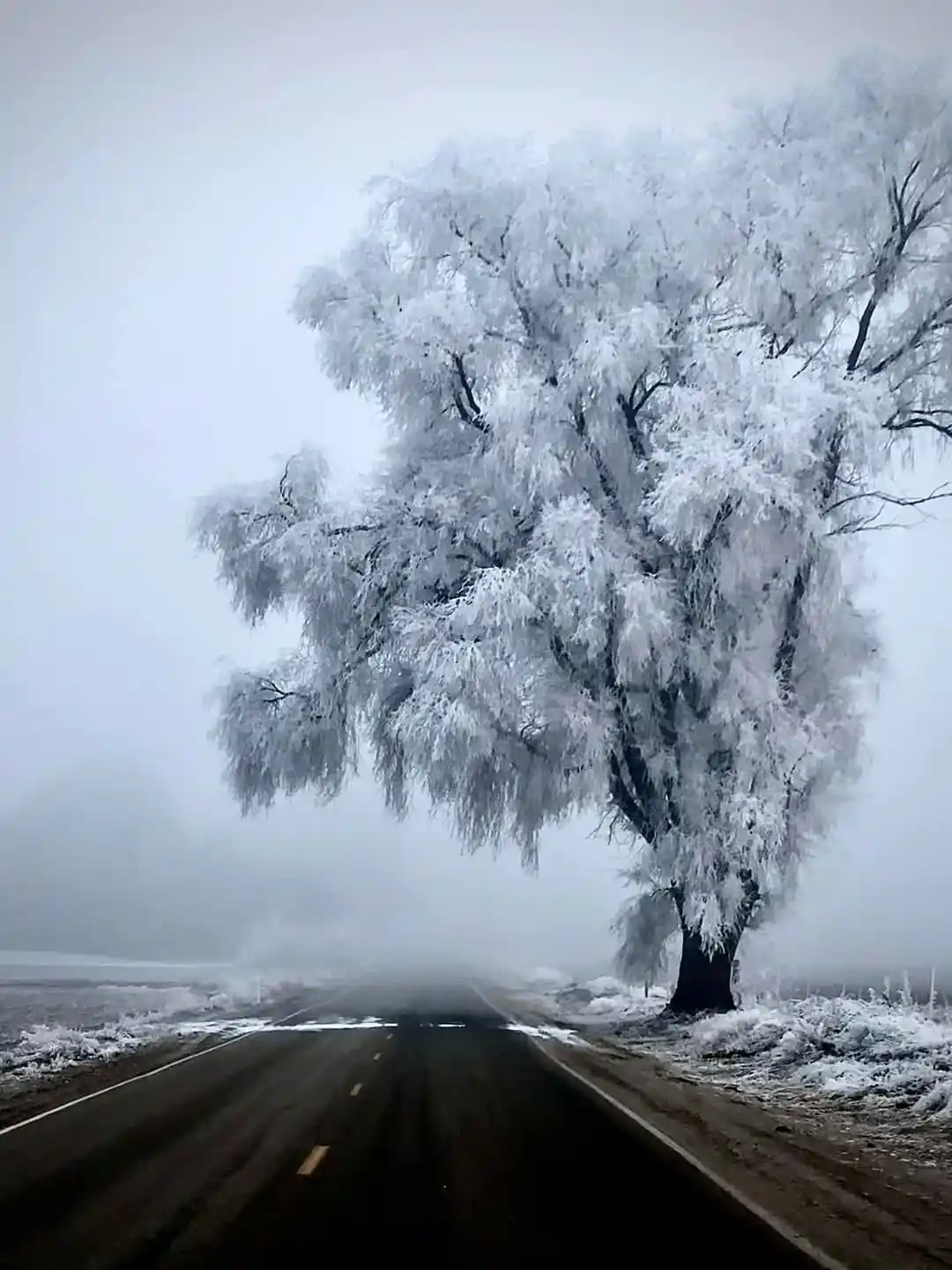 A solitary, heavily frosted tree stands beside a foggy, empty road stretching into the distance. The tree's branches are…