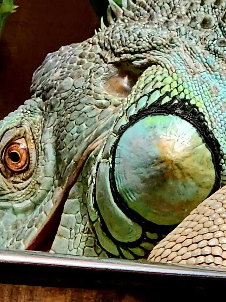 Meet Diego: The Charming Green Iguana