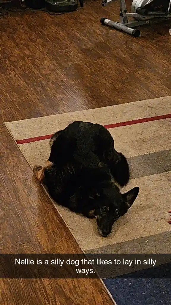 A black dog named Nellie is curled up in an unusual, awkward position on a striped rug placed on a wooden floor. The dog's…