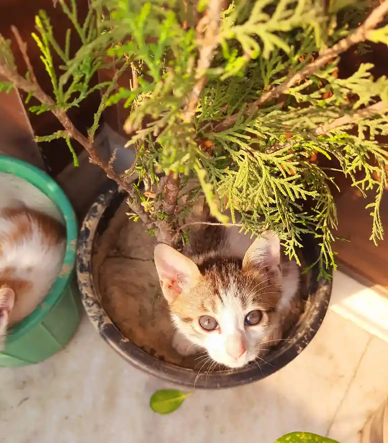A small calico kitten with wide, innocent eyes peeks out from inside a dark-colored flowerpot, partially obscured by the…