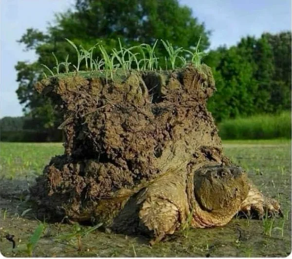 A large, muddy turtle is lying on its back in a grassy field, with a thick layer of soil and green grass sprouting from its…