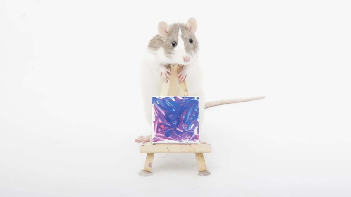 A gray and white rat stands upright behind a miniature wooden easel, holding it with its front paws. In front of the rat is…
