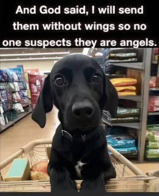 A black puppy with large, innocent eyes sits in a shopping cart in a pet store aisle, looking directly at the camera. The…