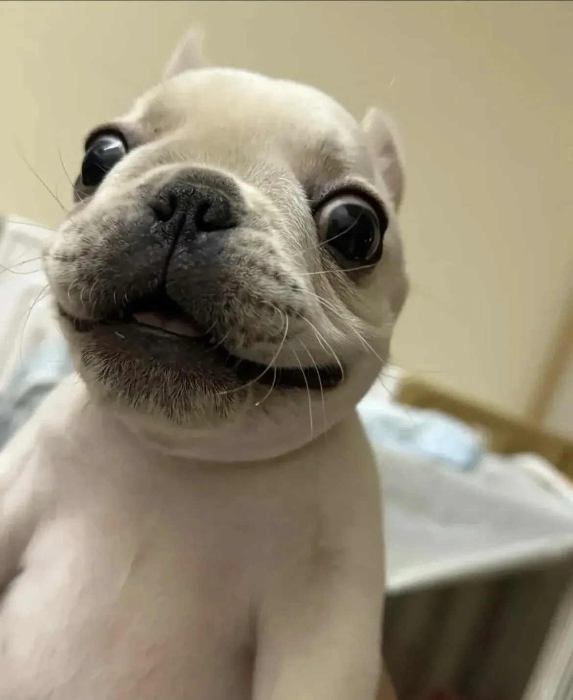 A close-up photo of a light-colored French bulldog with wide, bulging eyes and a slightly open mouth, looking directly at…