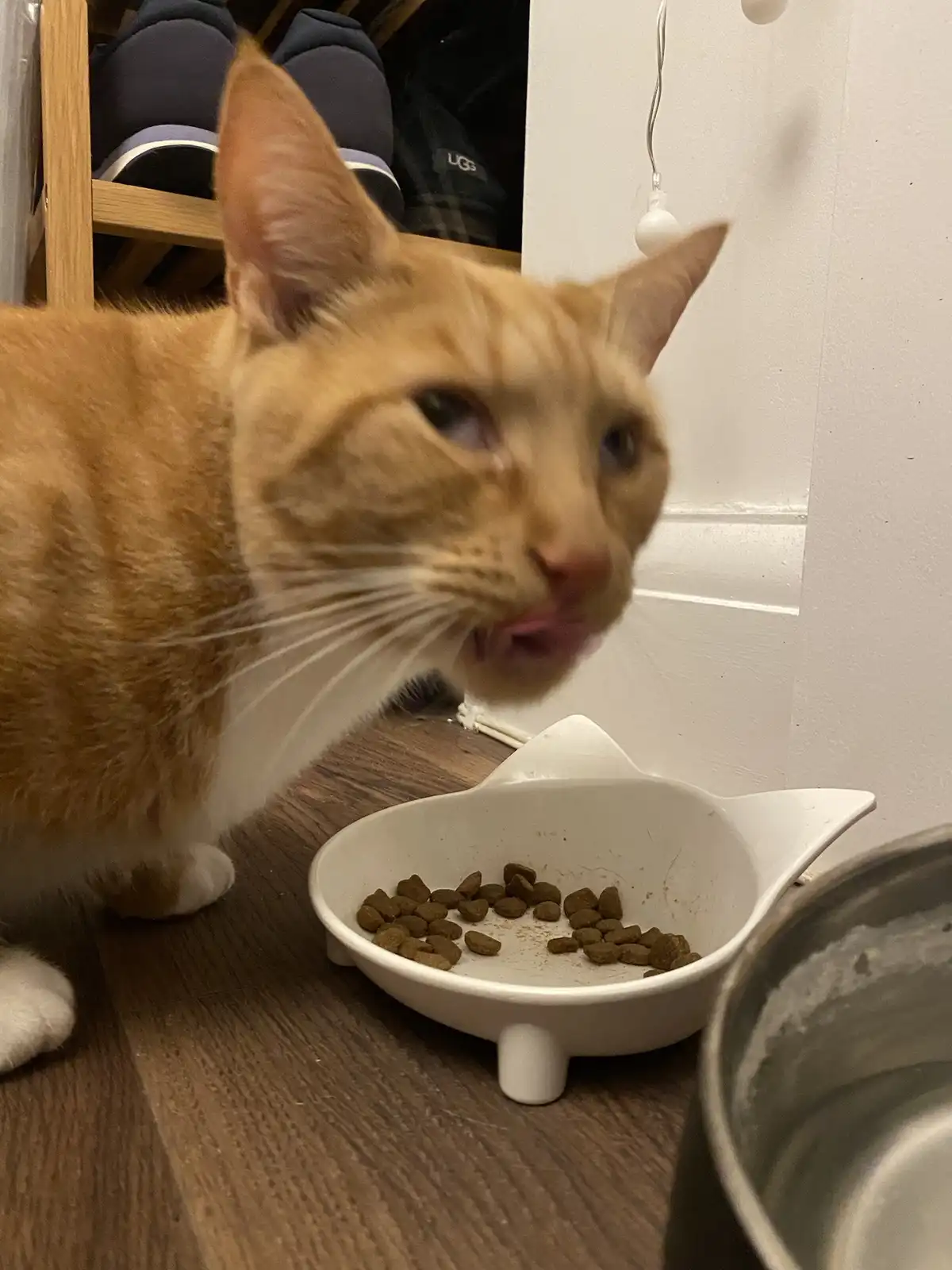 An orange tabby cat with white paws stands beside a nearly empty white cat food bowl, licking its lips with a look of mild…