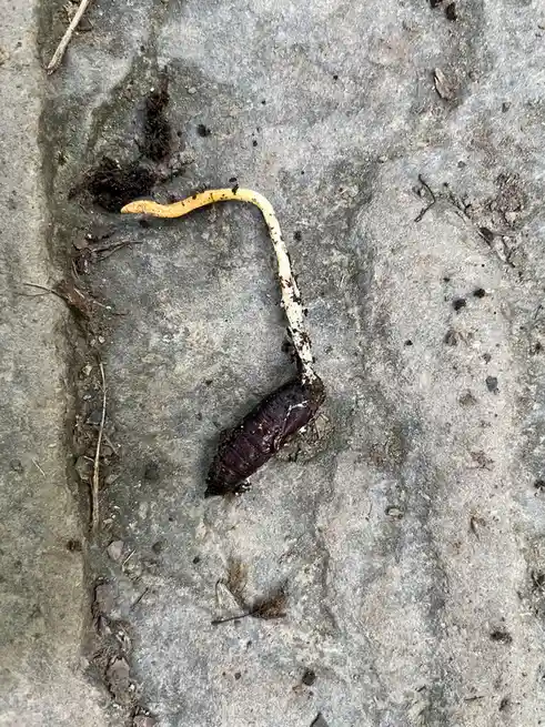 A close-up photo shows a dark, segmented insect pupa attached to a pale, curved stem that ends in a bright orange, worm-like…